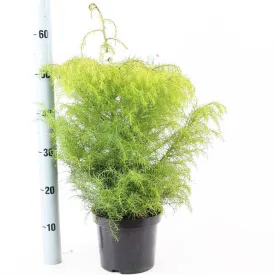 5x Cryptomeria japonica Elegans 19cm Pot 40cm Shrub Plant