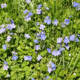 Speedwell